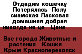 Отдадим кошечку.Потерялась. Полу сиамская.Ласковая,домашняя,добрая,никогда не ца › Цена ­ 1 - Все города Животные и растения » Кошки   . Крым,Красноперекопск